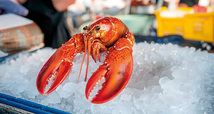 Un homard cuit présenté sur de la glace pilée.