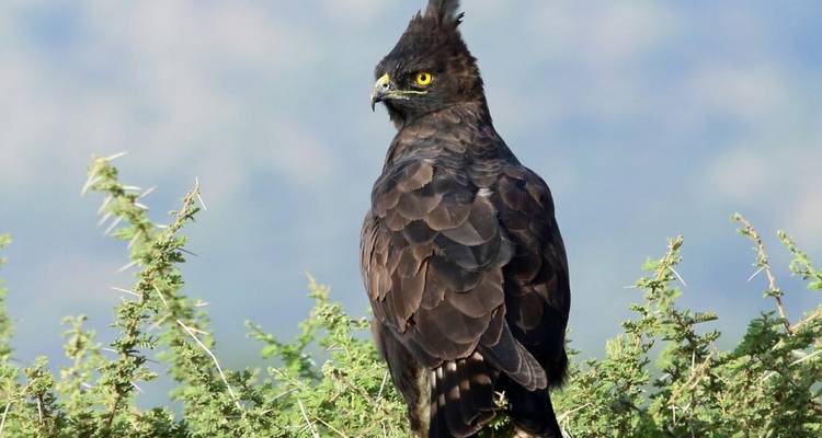Vogel zit op een struik in het grasland