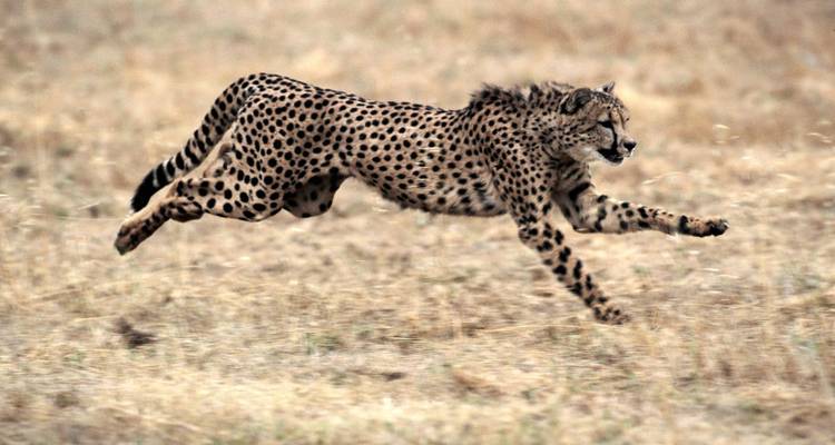 Jachtluipaard rent over de savanne