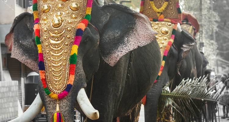 Geschmückte Elefanten in einer Prozession mit traditionellen Ornamenten.