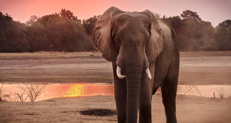 Elefant, der bei Sonnenuntergang in der Nähe einer Wasserstelle steht.
