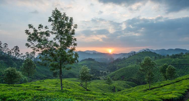 Eine malerische Aussicht auf Teeplantagen bei Sonnenuntergang mit Hügeln im Hintergrund.