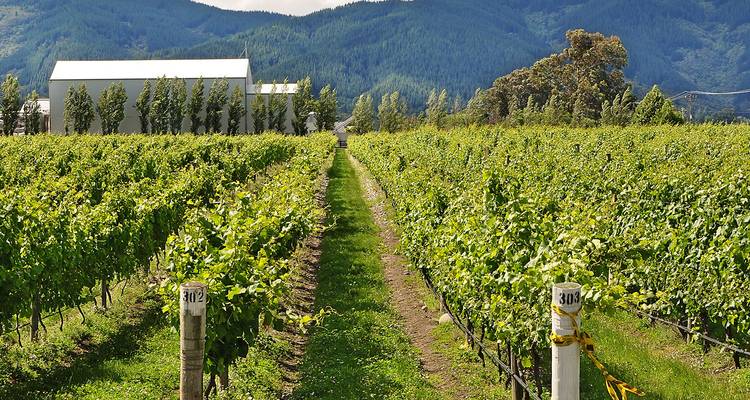 Filas de viñas se extienden hacia colinas boscosas lejanas con edificios de bodega en un extremo.