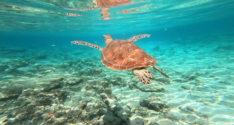 Eine Unterwasseransicht einer Schildkröte, die in kristallklarem Wasser schwimmt.