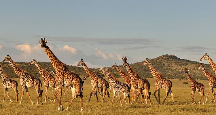 Gruppe von Giraffen, die über die Ebenen wandelt.
