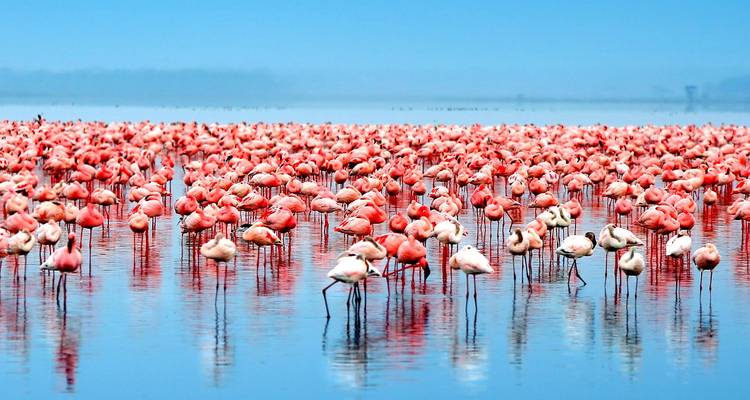 Schwarm von Flamingos, die im Wasser stehen.