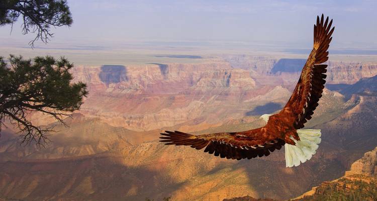 El águila calva se eleva sobre las capas multicolores de un vasto paisaje de cañón bajo la luz matutina.