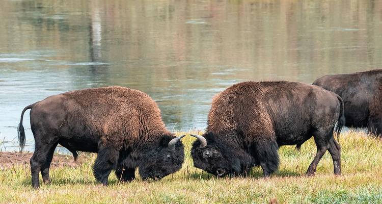 Dos bisontes entrelazando los cuernos en una pradera junto al río llena de hierba