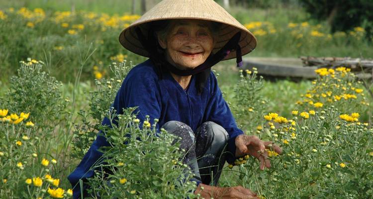 Femme vietnamienne âgée souriante vêtue d'un chapeau conique s'occupe de fleurs de chrysanthèmes jaunes dans un champ rural.