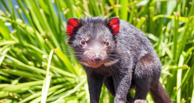 Tasmanischer Teufel mit leuchtend roten Ohren steht aufmerksam vor einem Hintergrund aus grünem Laub.