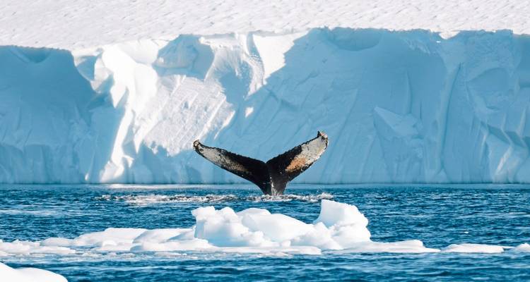 Whale tail breaching in icy waters with a glacial background.