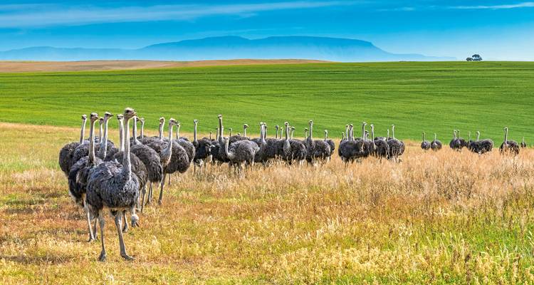 Group of ostriches standing in a green open field with distant mountains.