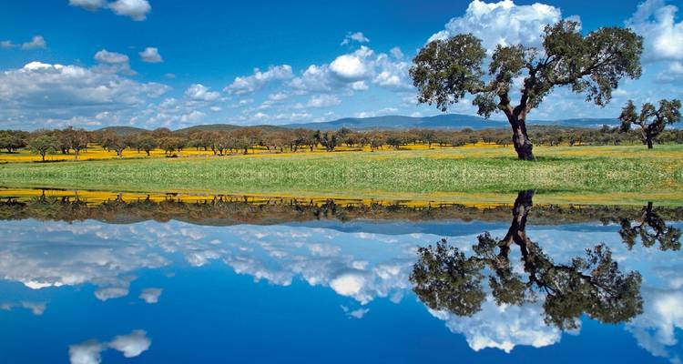 Ein Baum und eine Wiese spiegeln sich in stillem Wasser wider.