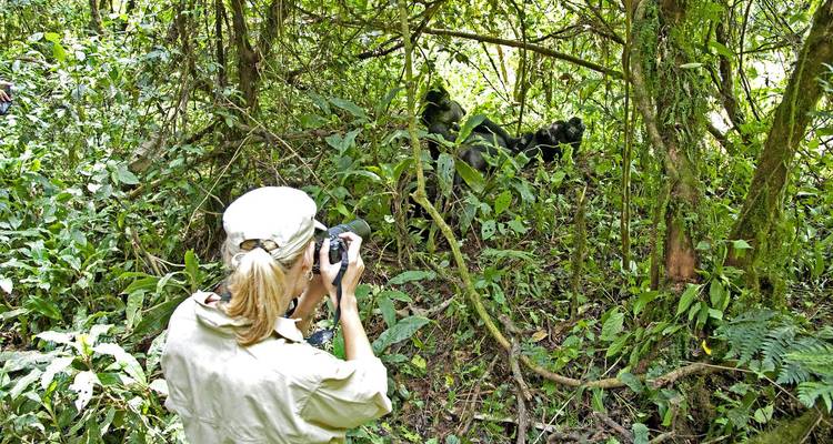 Person, die Gorillas in einem dichten Wald fotografiert.