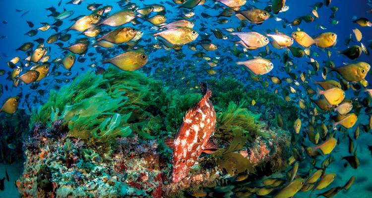 Vue sous-marine de poissons colorés nageant au-dessus des coraux.