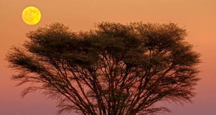 Un árbol contra un sol poniente y una luna llena en el cielo.