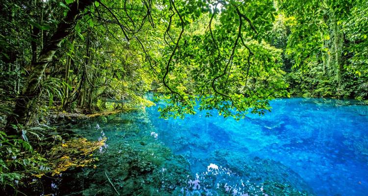 Üppige grüne Landschaft um einen strahlend blauen Teich in einem Wald.