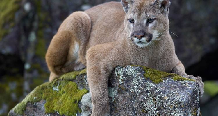 Un puma salvaje descansando en una roca cubierta de musgo en un hábitat natural accidentado