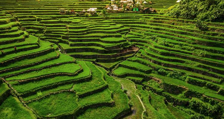 Los exuberantes arrozales en terrazas de Banaue descienden por la ladera de la montaña con un pequeño pueblo encaramado en la cima.