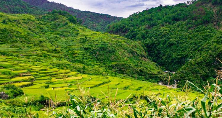 Los exuberantes arrozales en terrazas de Banaue descienden en cascada por las laderas montañosas con crestas boscosas a lo lejos.