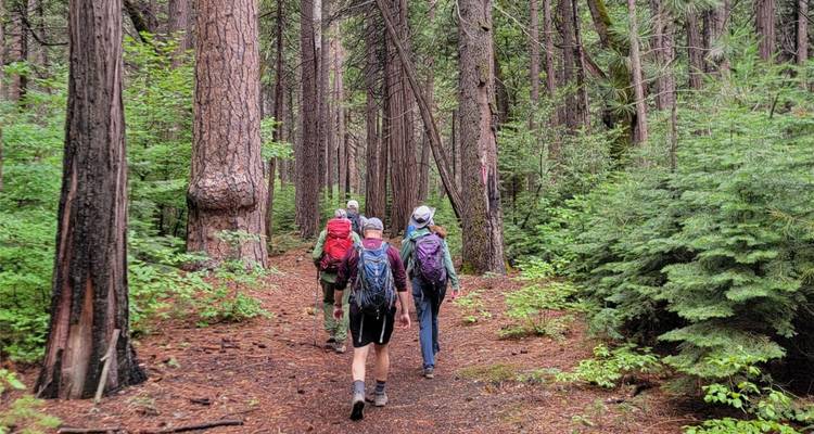 Un pequeño grupo de senderistas caminan por un sendero en el bosque de pinos en el Parque Nacional de Yosemite