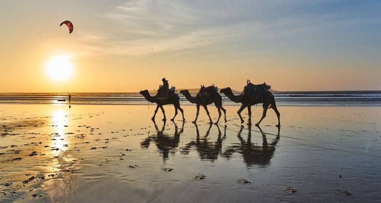 Silhouettes of camels walking on a beach at sunset.