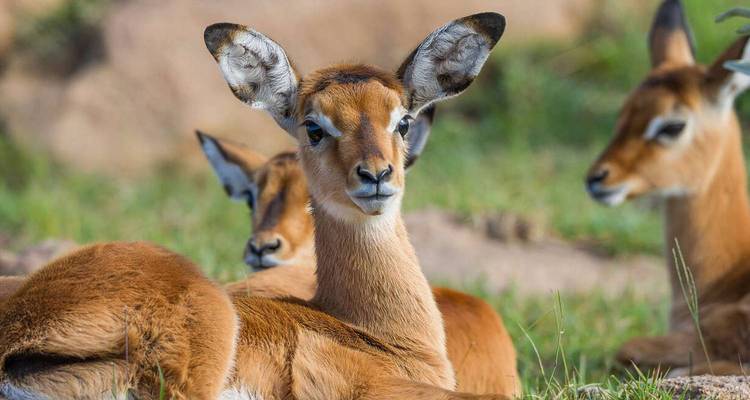 Close-up van impala's die in het gras liggen.
