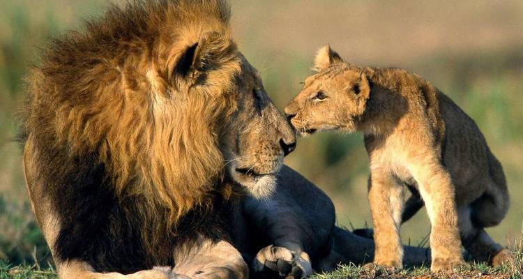 Een leeuw en welp in een liefdevolle moment in het gras.