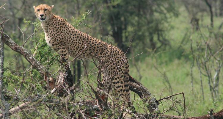 Cheetah standing on a log with a dense forest background.