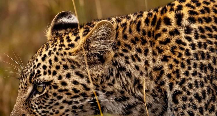 Nahaufnahme eines Leoparden in der Wildnis.