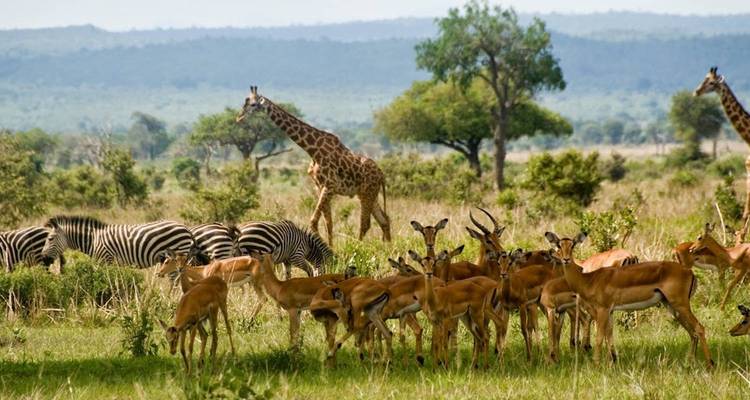Giraffen, Zebras und Impalas grasen in der Savanne.