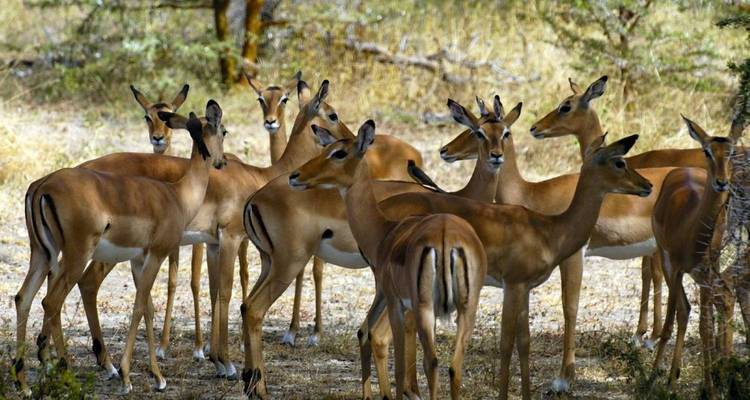 Eine Gruppe von Impalas, die im Schatten steht.