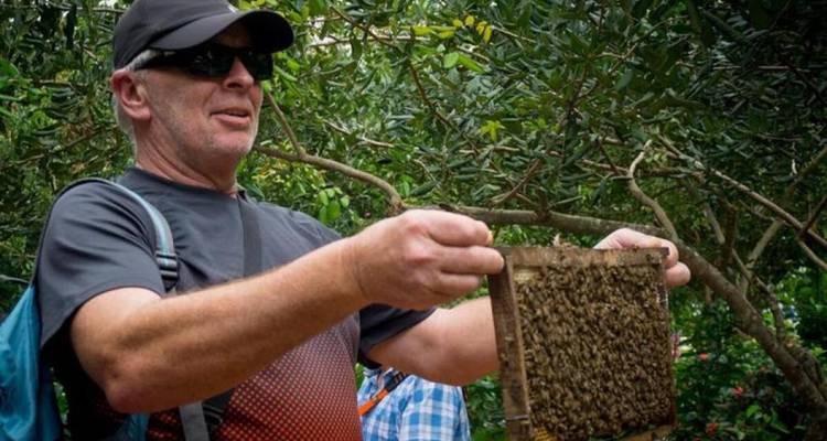 Person, die einen Wabenrahmen hält