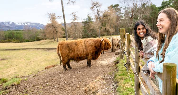 Two women observing shaggy Highland cows over a wooden fence in rural Scotland.