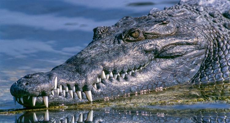 Close-up van een krokodil in het water die zijn scherpe tanden toont.