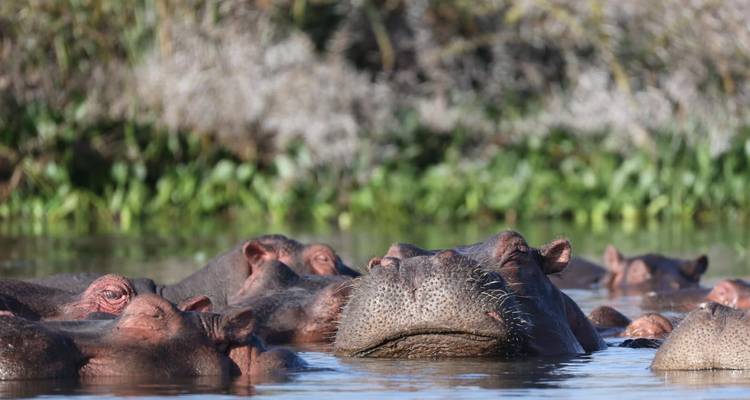 A pod of hippos lounges half-submerged in a watery channel lined with green vegetation.