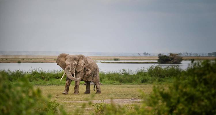 A lone African elephant stands near a marshy lake with distant plains under grey skies.