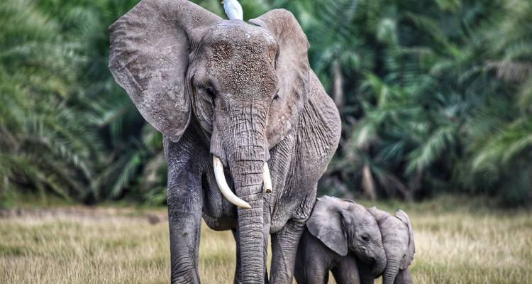 A majestic elephant with two calves walks through grassland while an egret perches on its head.