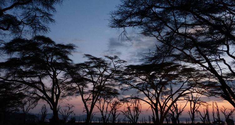 Silhouetted acacia trees frame a pastel dawn sky over distant lake waters.