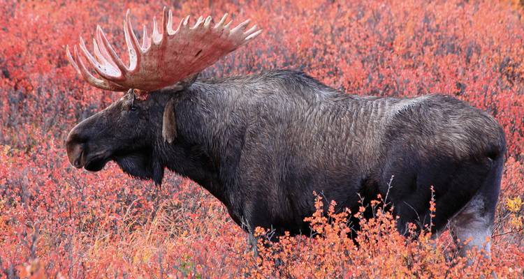 Un élan majestueux dans un champ de feuillage rouge d'automne.