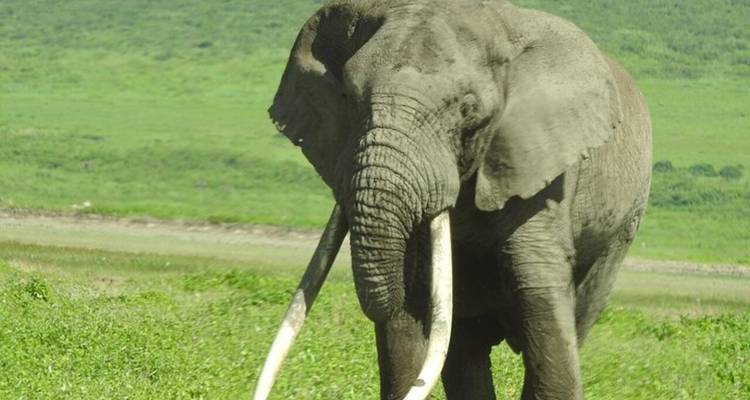 An elephant standing in a grassy landscape.