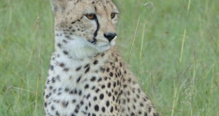 A cheetah sitting in a grassy field.
