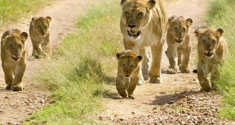 A lioness and her cubs walking down a dirt path.