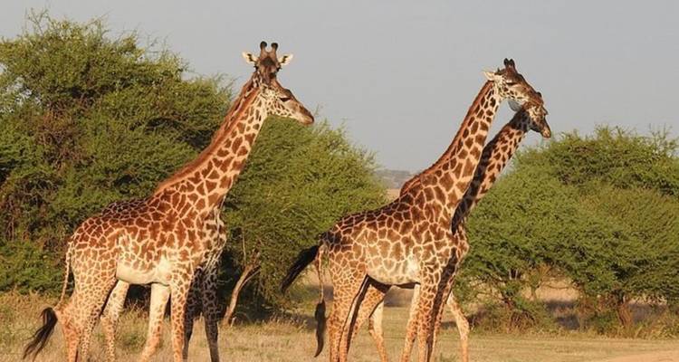A group of giraffes standing in the savannah.