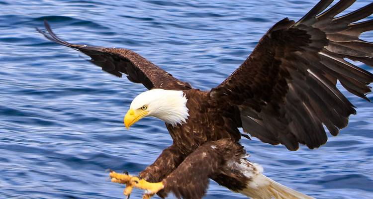 Bald eagle swooping low over water with talons extended, set against rippling blue sea