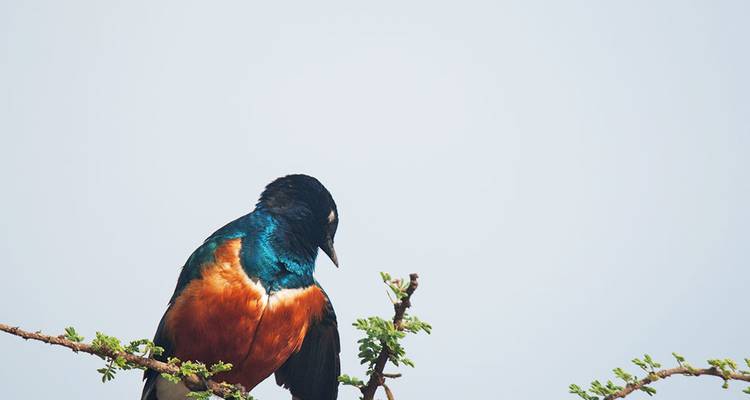 Kleurrijke vogel neergestreken op een tak.