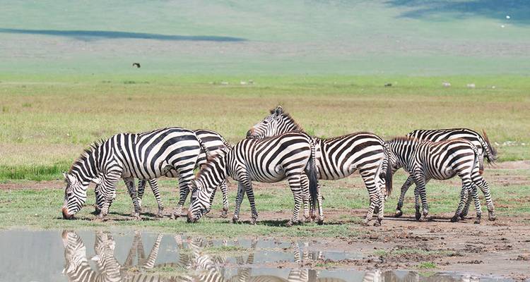 Zebra's die water drinken aan de rand van een vijver.