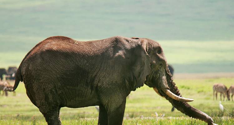 Olifant lopend in een graslandschap met zebra's op de achtergrond.