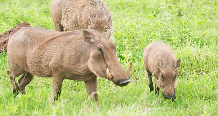 Familie wrattenzwijnen grazend in groen gras.