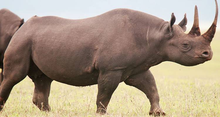 Neushoorn lopend op een open vlakte.